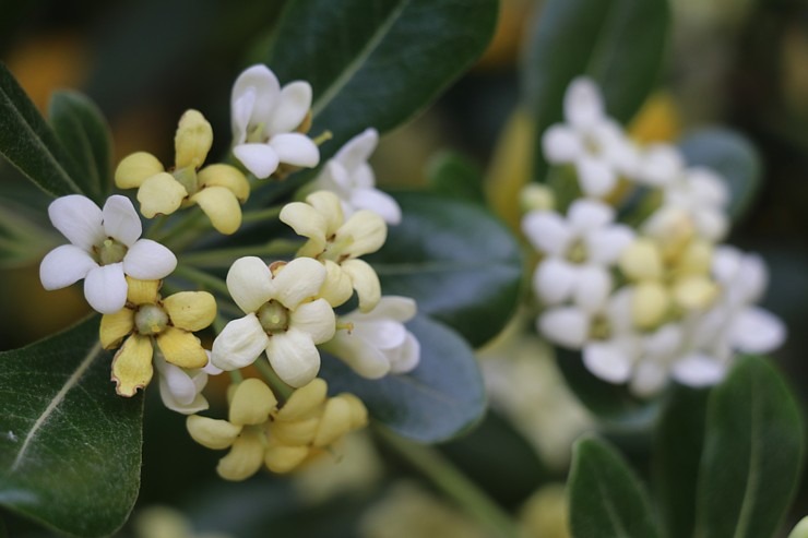 Travelnews.lv iepazīst Maļorkas tropu dārzu un populāru kāzu vietu «Jardines de Alfabia». Sadarbībā ar Latvijas tūrisma firmu «Atlantic Travel» Travelnews.lv iepazīst Maļorkas tropu dārzu un populāru kāzu vietu «Jardines de Alfabia». Sadarbībā ar Latvijas tūrisma firmu «Atlantic Travel» 317868