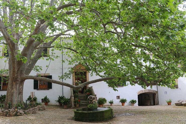 Travelnews.lv iepazīst Maļorkas tropu dārzu un populāru kāzu vietu «Jardines de Alfabia». Sadarbībā ar Latvijas tūrisma firmu «Atlantic Travel» Travelnews.lv iepazīst Maļorkas tropu dārzu un populāru kāzu vietu «Jardines de Alfabia». Sadarbībā ar Latvijas tūrisma firmu «Atlantic Travel» 317840