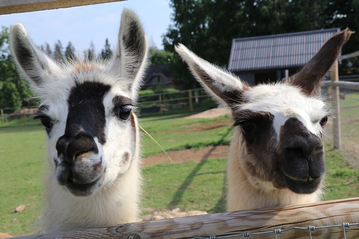 Sadarbībā ar «Avis Latvia» apciemojam jaunatklāto un bērnu sapni «Siguldas ZOO» 319476