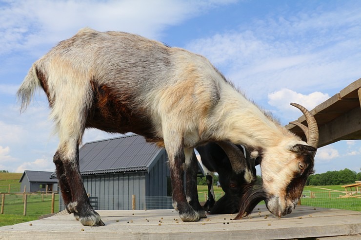 «Siguldas Zoo» piedāvā tiešu kontaktu starp apmeklētāju un dzīvnieku 319582