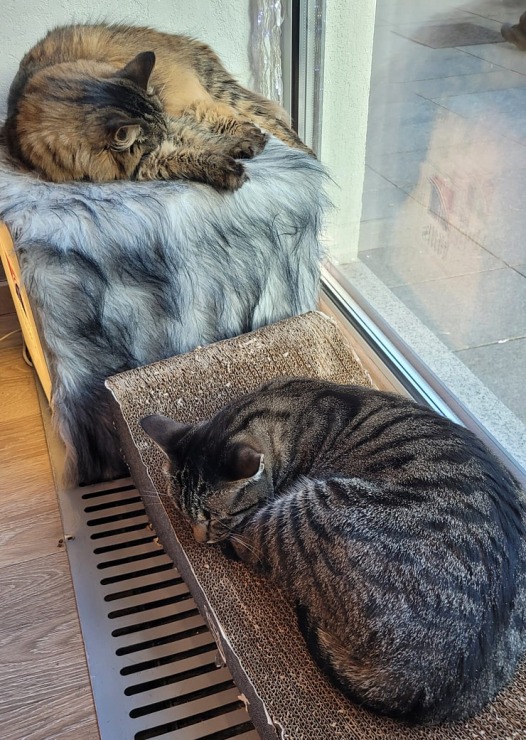 Travelnews.lv apmeklē Viļņas kafejnīcu ar kaķiem «Cat Cafe» Foto: Marta Mackeviča 320500