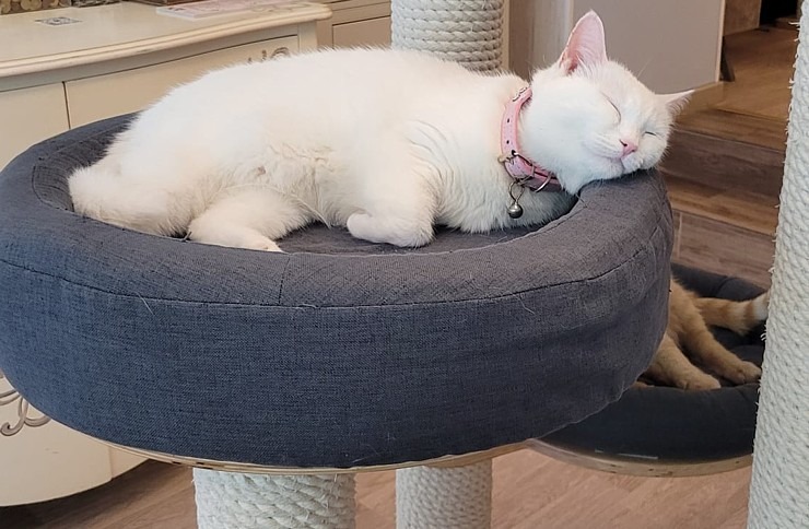 Travelnews.lv apmeklē Viļņas kafejnīcu ar kaķiem «Cat Cafe» Foto: Marta Mackeviča 320501