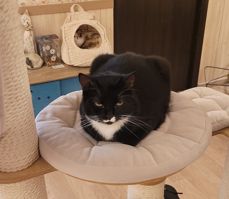 Travelnews.lv apmeklē Viļņas kafejnīcu ar kaķiem «Cat Cafe» Foto: Marta Mackeviča 320502