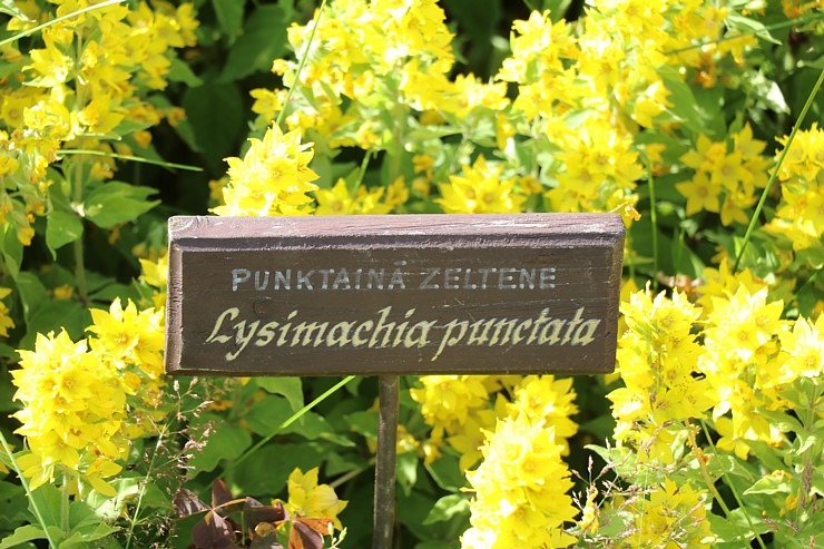 Turaidas muzejrezervāts ir izcila vieta pastaigām un atpūtai dabā 320840