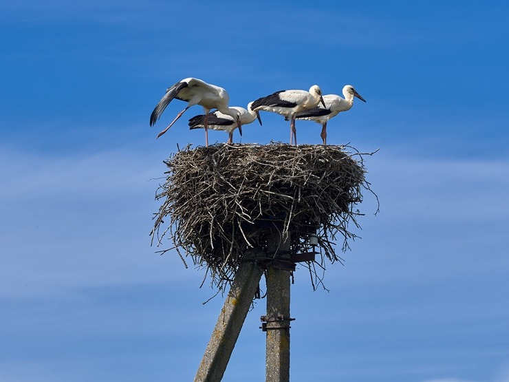Lauku ceļotājs: Maizes un sidra svētki Āraišu dzirnavās savieno divu garšu baudas. Foto: Valdis Ošiņš Lauku ceļotājs: Maizes un sidra svētki Āraišu dzirnavās savieno divu garšu baudas. Foto: Valdis Ošiņš 321338