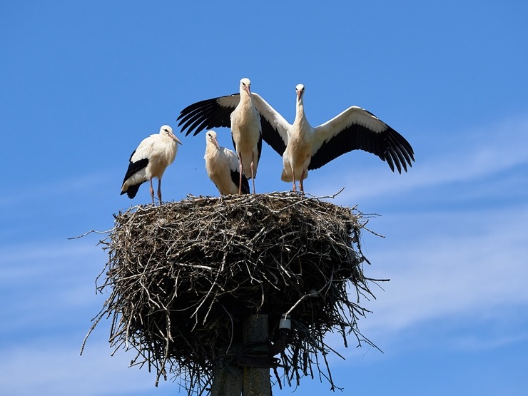Lauku ceļotājs: Maizes un sidra svētki Āraišu dzirnavās pulcē latviešus vairākās paaudzēs. Foto: Valdis Ošiņš Lauku ceļotājs: Maizes un sidra svētki Āraišu dzirnavās pulcē latviešus vairākās paaudzēs. Foto: Valdis Ošiņš 321403