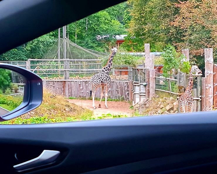 Ar «VW ID.5 GTX» apceļojam Siguldu, Turaidas restorānu «Tūrists» un Rīgas Zoodārzu 324070