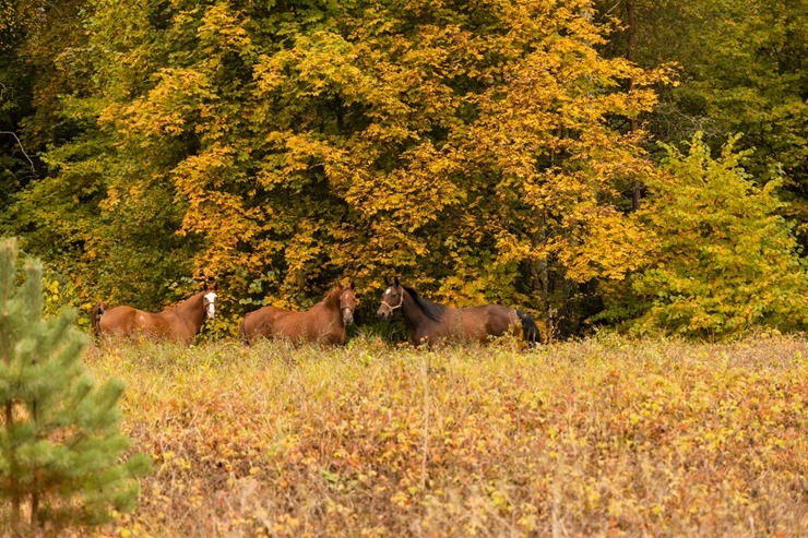 Krāslavas novads aicina ciemos uz zelta rudeni Latgalē. Foto: Edīte Lukša un Viktors Kalnišs 325031