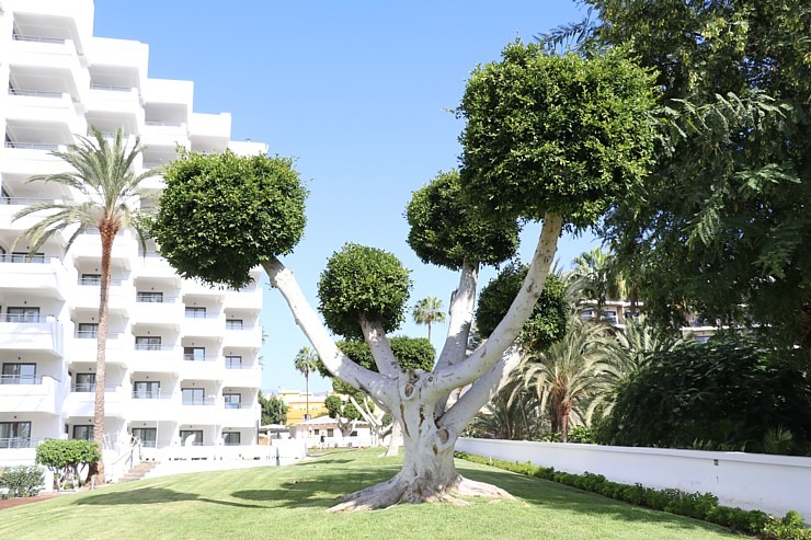 Iepazīstam Grankanāriju dienvidos 4 zvaigžņu viesnīcu «Hotel Barceló Margaritas». Sadarbībā ar Tez Tour un airBaltic 328380