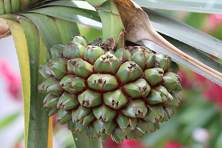 Apmeklējam Tenerifes pilsētiņu Icod de los Vinos, lai skatītu milzīgu pūķkoku Dracaena draco. Sadarbībā ar Tez Tour un airBaltic 329735