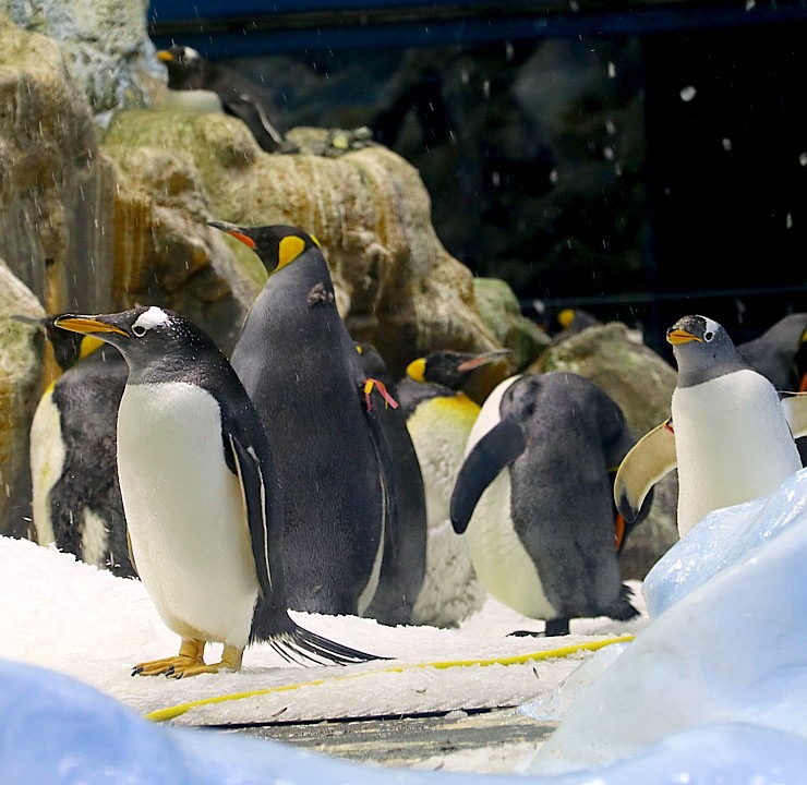 Travelnews.lv apmeklē jūras iemītnieku akvārijus Tenerifes zooloģiskajā dārzā «Loro Parque». Sadarbībā ar Tez Tour un airBaltic 330082
