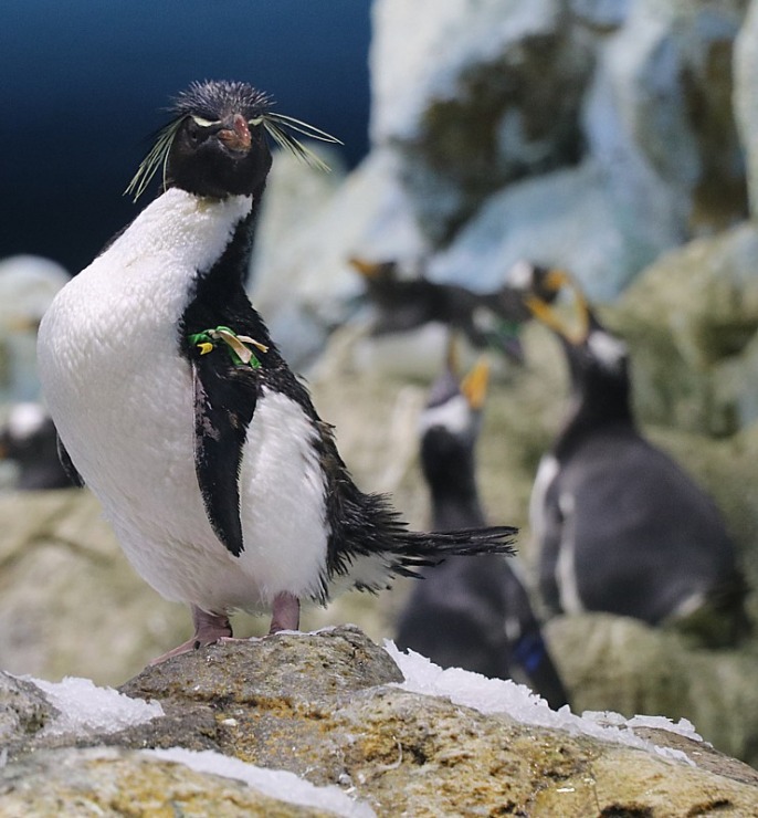 Travelnews.lv apmeklē jūras iemītnieku akvārijus Tenerifes zooloģiskajā dārzā «Loro Parque». Sadarbībā ar Tez Tour un airBaltic 330083