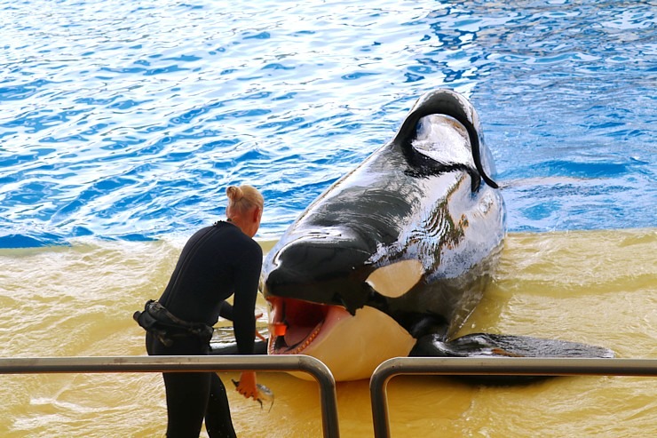 Travelnews.lv apmeklē roņu un zobenvaļu priekšnesumus Tenerifes zooloģiskajā dārzā «Loro Parque». Sadarbībā ar Tez Tour un airBaltic 330098