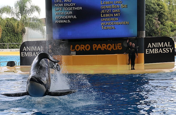 Travelnews.lv apmeklē roņu un zobenvaļu priekšnesumus Tenerifes zooloģiskajā dārzā «Loro Parque». Sadarbībā ar Tez Tour un airBaltic 330099