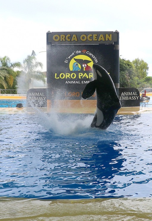 Travelnews.lv apmeklē roņu un zobenvaļu priekšnesumus Tenerifes zooloģiskajā dārzā «Loro Parque». Sadarbībā ar Tez Tour un airBaltic 330100