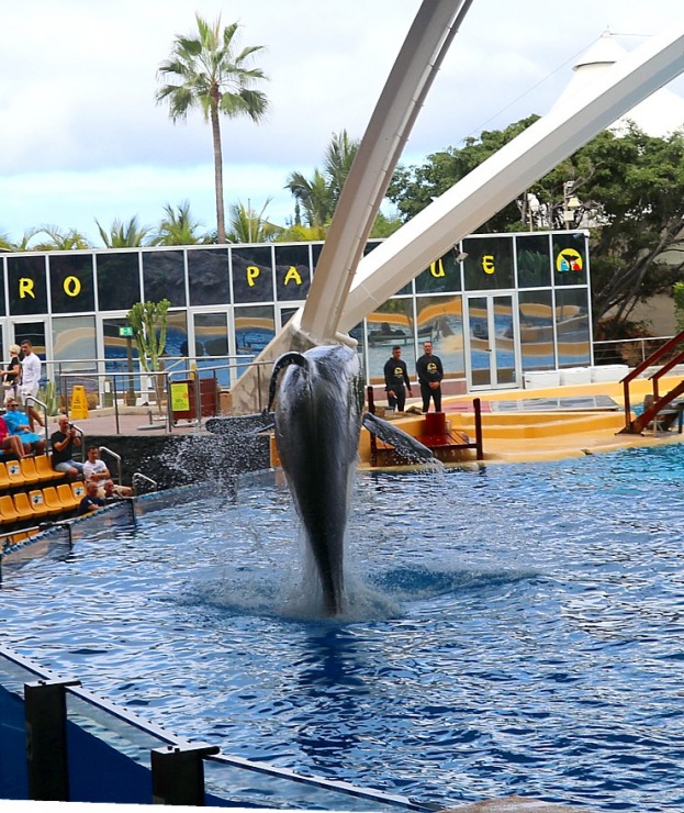 Travelnews.lv apmeklē roņu un zobenvaļu priekšnesumus Tenerifes zooloģiskajā dārzā «Loro Parque». Sadarbībā ar Tez Tour un airBaltic 330101