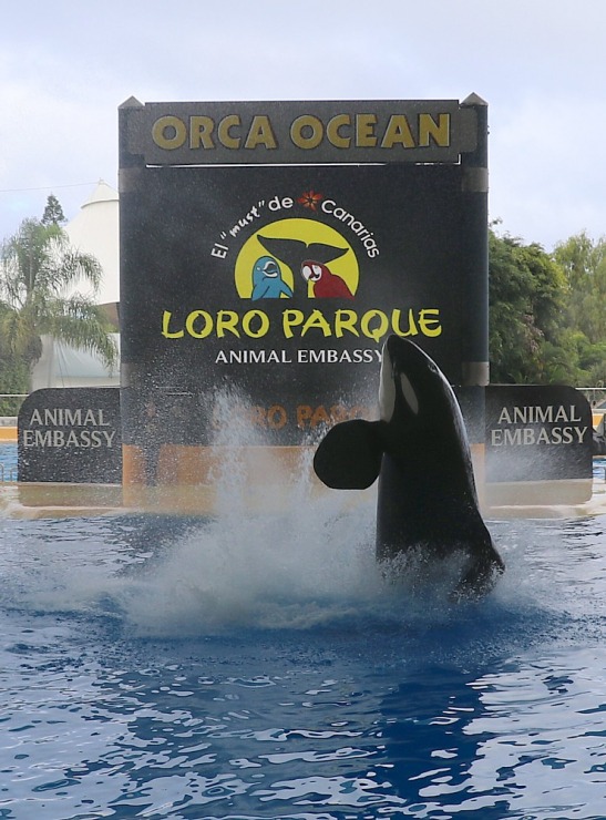 Travelnews.lv apmeklē roņu un zobenvaļu priekšnesumus Tenerifes zooloģiskajā dārzā «Loro Parque». Sadarbībā ar Tez Tour un airBaltic 330103