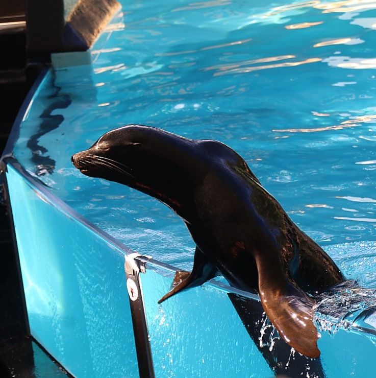 Travelnews.lv apmeklē roņu un zobenvaļu priekšnesumus Tenerifes zooloģiskajā dārzā «Loro Parque». Sadarbībā ar Tez Tour un airBaltic 330106