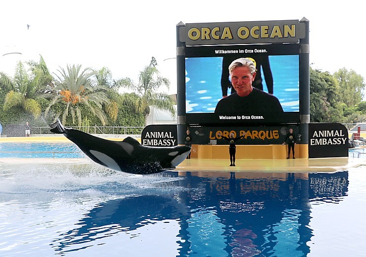 Travelnews.lv apmeklē roņu un zobenvaļu priekšnesumus Tenerifes zooloģiskajā dārzā «Loro Parque». Sadarbībā ar Tez Tour un airBaltic 330091
