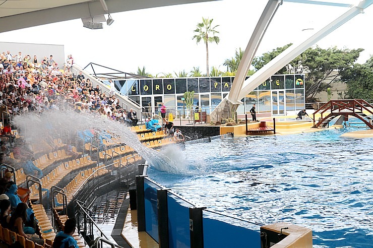 Travelnews.lv apmeklē roņu un zobenvaļu priekšnesumus Tenerifes zooloģiskajā dārzā «Loro Parque». Sadarbībā ar Tez Tour un airBaltic 330093