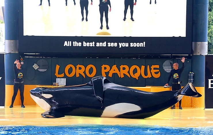Travelnews.lv apmeklē roņu un zobenvaļu priekšnesumus Tenerifes zooloģiskajā dārzā «Loro Parque». Sadarbībā ar Tez Tour un airBaltic 330094