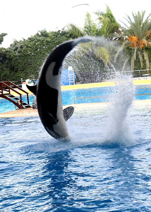 Travelnews.lv apmeklē roņu un zobenvaļu priekšnesumus Tenerifes zooloģiskajā dārzā «Loro Parque». Sadarbībā ar Tez Tour un airBaltic 330096