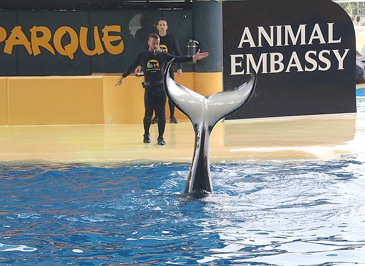 Travelnews.lv apmeklē roņu un zobenvaļu priekšnesumus Tenerifes zooloģiskajā dārzā «Loro Parque». Sadarbībā ar Tez Tour un airBaltic 330097
