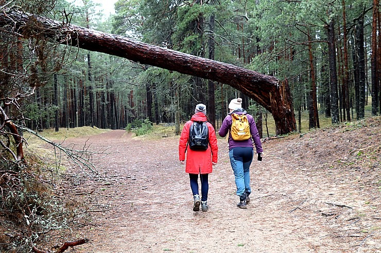 Travelnews.lv iziet 24 km pārgājienu Piejūras dabas parkā gar Gauju, Garezeru, Lilasti un Dzirnezeru 333072