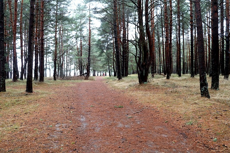 Travelnews.lv iziet 24 km pārgājienu Piejūras dabas parkā gar Gauju, Garezeru, Lilasti un Dzirnezeru 333049