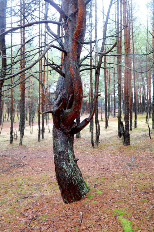 Piejūras dabas parks piedāvā aizraujošus foto momentus 24 km pārgājienā 333098