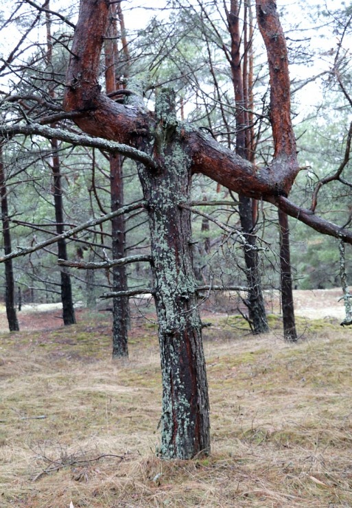 Piejūras dabas parks piedāvā aizraujošus foto momentus 24 km pārgājienā 333108