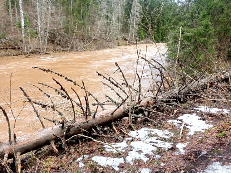 Amatas upe pārsteidz laivotājus un ceļotājus ar pavasara ūdeņu spēku. Foto: Agita Līviņa 334363