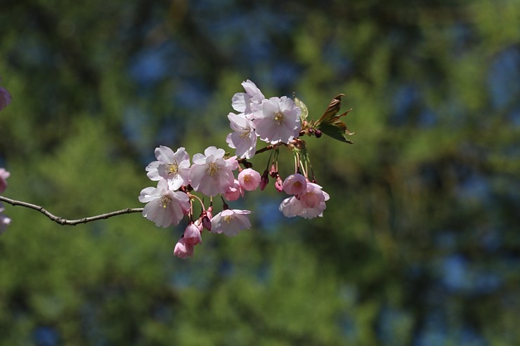 Pārdaugavā, viesnīcas «Bellevue Park Hotel Riga» parka tuvumā, sāk ziedēt sakuras 335328