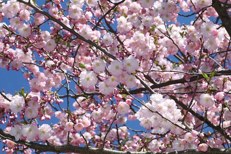 Pārdaugavā, viesnīcas «Bellevue Park Hotel Riga» parka tuvumā, sāk ziedēt sakuras 335319