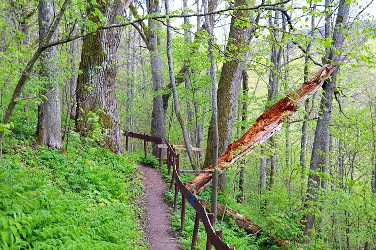 Travelnews.lv par godu 4.maijam un Krāslavas 100. gadu jubilejai noiet 20 km pārgājienu 335932