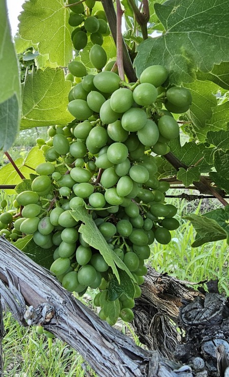 Travelnews.lv Armēnijā izbauda bagātīgas vakariņas vīnogu laukā kopā ar «Areni Wine Winery». Sadarbībā ar airBaltic Travelnews.lv Armēnijā izbauda bagātīgas vakariņas vīnogu laukā kopā ar «Areni Wine Winery». Sadarbībā ar airBaltic 341473