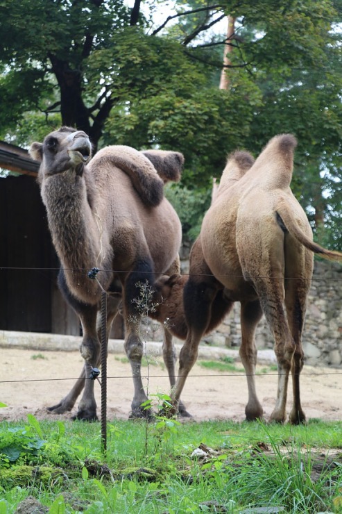Travelnews.lv redakcija vakarpusē apmeklē Rīgas Nacionālo zooloģisko dārzu 342666
