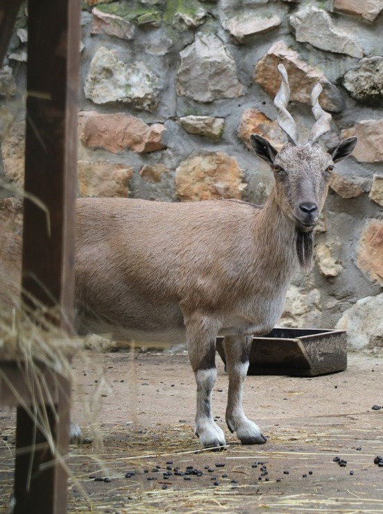 Travelnews.lv redakcija vakarpusē apmeklē Rīgas Nacionālo zooloģisko dārzu 342680