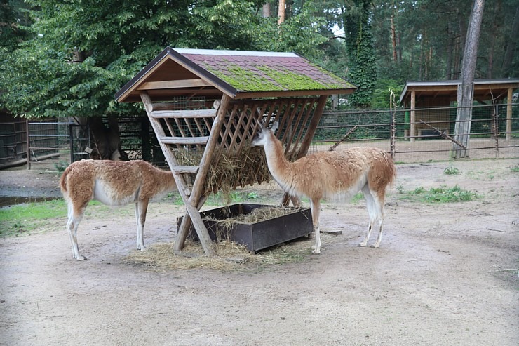 Rīgas Nacionālais zooloģiskais dārzs vienmēr ir laba izvēle izzinošai aktivitātei 343489