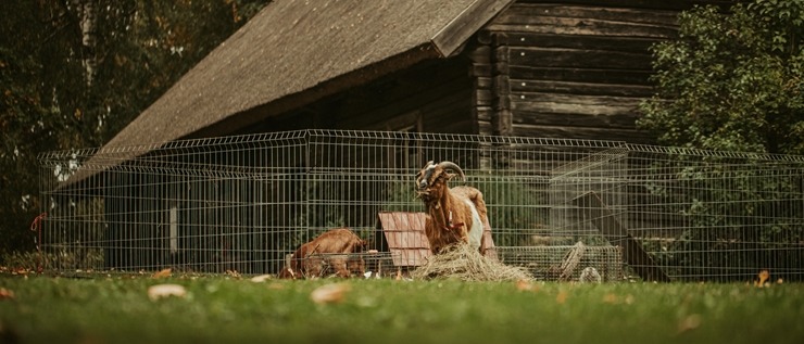 Atpūtas komplekss «Miķelis» ar vērienīgu pasākumu atzīmē muzeja 45 gadu jubileju. Foto: Mikelis.lv Atpūtas komplekss «Miķelis» ar vērienīgu pasākumu atzīmē muzeja 45 gadu jubileju. Foto: Mikelis.lv 344184