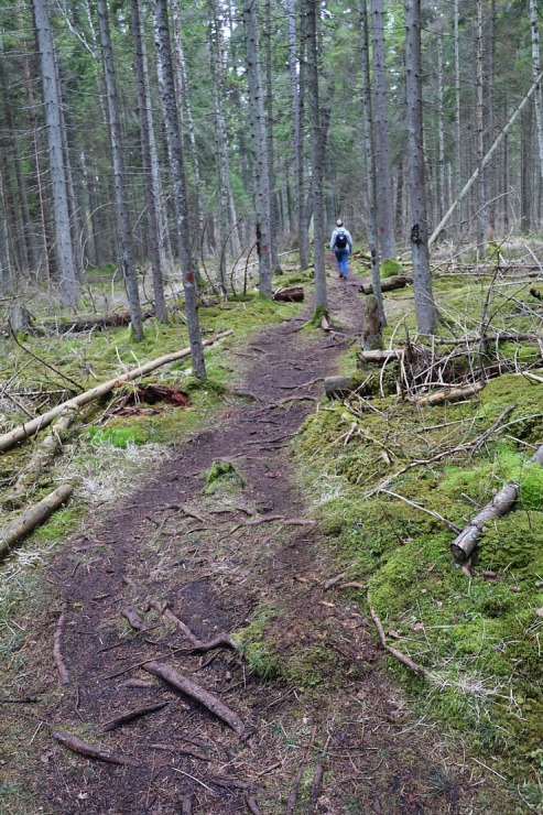 25 km pārgājiens Kandavas apkārtnē ļauj iepazīt pilsētu, Čužu purvu un Abavas senleju 352130