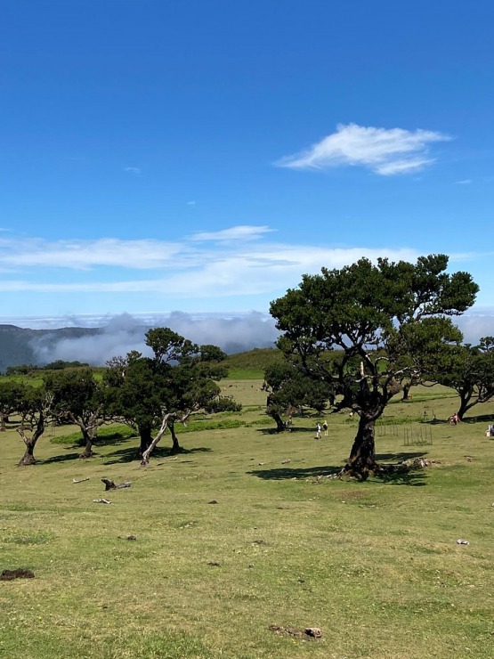 Baltijas ceļojumu konsultanti iepazīst Portugāles salu - Madeira sadarbībā ar «Madeira Selection Hotels». Foto: Agnese Zāle Baltijas ceļojumu konsultanti iepazīst Portugāles salu - Madeira sadarbībā ar «Madeira Selection Hotels». Foto: Agnese Zāle 355122
