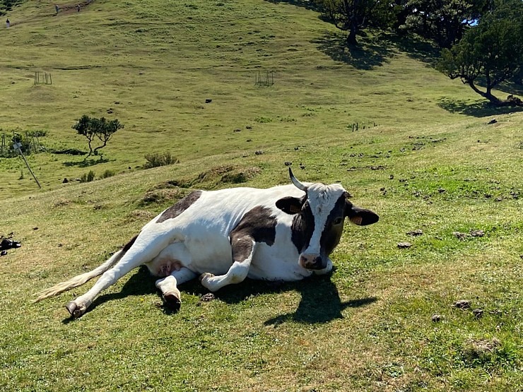 Baltijas ceļojumu konsultanti iepazīst Portugāles salu - Madeira sadarbībā ar «Madeira Selection Hotels». Foto: Agnese Zāle Baltijas ceļojumu konsultanti iepazīst Portugāles salu - Madeira sadarbībā ar «Madeira Selection Hotels». Foto: Agnese Zāle 355123