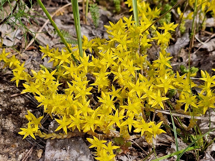 Jāņu zāles – ne vien skaistas galvas rotas, bet arī vērtīgi ārstnieciski augi! 355977