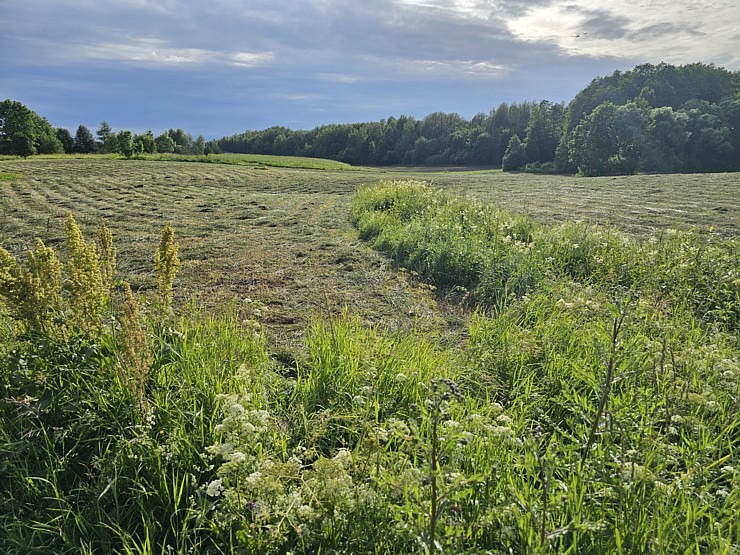 Jāņu zāles – ne vien skaistas galvas rotas, bet arī vērtīgi ārstnieciski augi! 355990