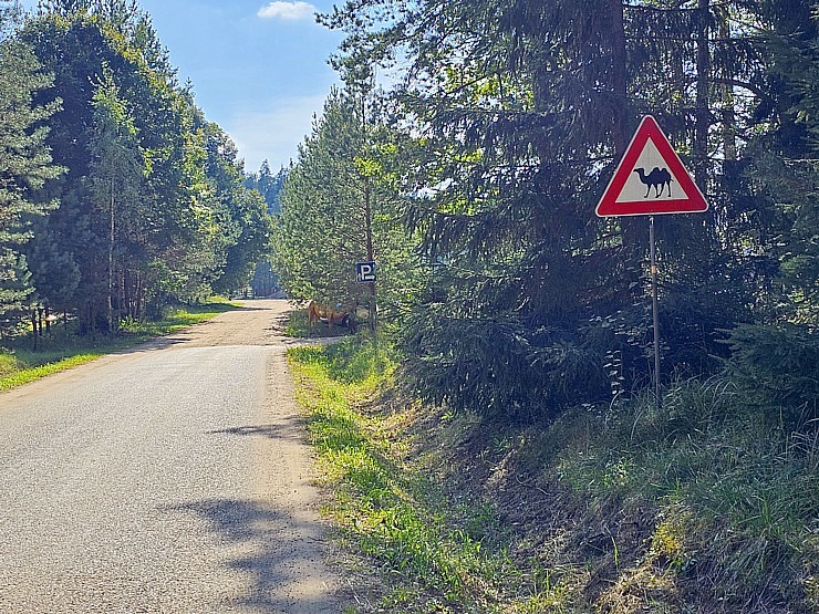 «Rakšu» brīvdabas ZOO Cēsu novadā piedāvā ne tikai kontaktu ar dzīvniekiem, bet arī teicamu infrastruktūru «Rakšu» brīvdabas ZOO Cēsu novadā piedāvā ne tikai kontaktu ar dzīvniekiem, bet arī teicamu infrastruktūru 358637