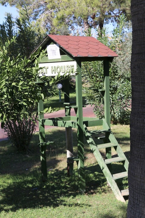 «Ali Bey Club Park Manavgat»: Vai zini kāpēc gandrīz katrā Turcijas viesnīcā dzīvo kaķi? Atbilde: tāpēc, ka kaķi padzen čūskas un negantos zirnekļus. «Ali Bey Club Park Manavgat»: Vai zini kāpēc gandrīz katrā Turcijas viesnīcā dzīvo kaķi? Atbilde: tāpēc, ka kaķi padzen čūskas un negantos zirnekļus. 362612