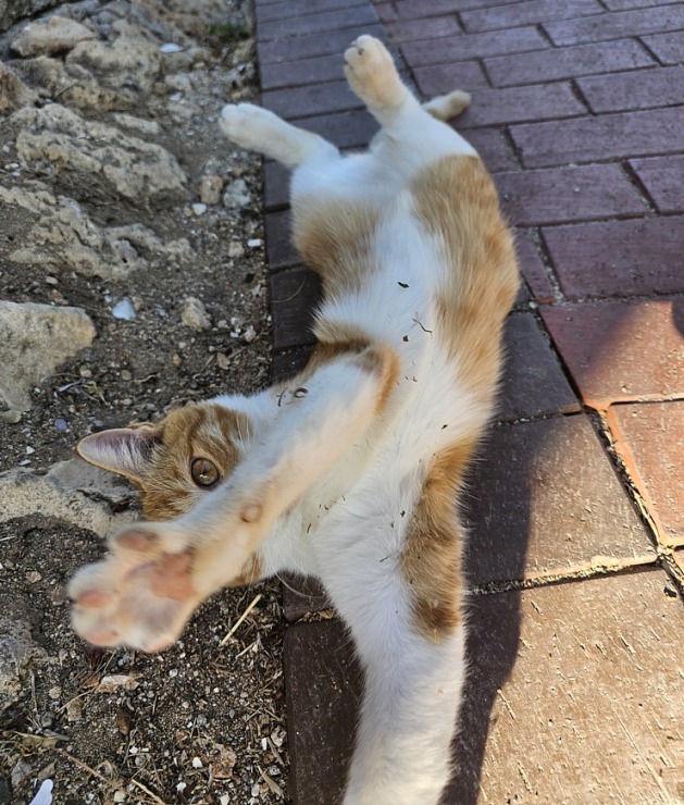 «Ali Bey Club Park Manavgat»: Vai zini kāpēc gandrīz katrā Turcijas viesnīcā dzīvo kaķi? Atbilde: tāpēc, ka kaķi padzen čūskas un negantos zirnekļus. «Ali Bey Club Park Manavgat»: Vai zini kāpēc gandrīz katrā Turcijas viesnīcā dzīvo kaķi? Atbilde: tāpēc, ka kaķi padzen čūskas un negantos zirnekļus. 362614