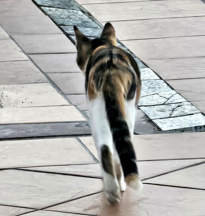 «Ali Bey Club Park Manavgat»: Vai zini kāpēc gandrīz katrā Turcijas viesnīcā dzīvo kaķi? Atbilde: tāpēc, ka kaķi padzen čūskas un negantos zirnekļus. «Ali Bey Club Park Manavgat»: Vai zini kāpēc gandrīz katrā Turcijas viesnīcā dzīvo kaķi? Atbilde: tāpēc, ka kaķi padzen čūskas un negantos zirnekļus. 362615