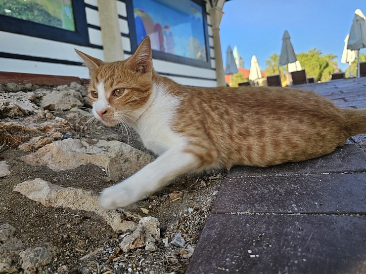 «Ali Bey Club Park Manavgat»: Vai zini kāpēc gandrīz katrā Turcijas viesnīcā dzīvo kaķi? Atbilde: tāpēc, ka kaķi padzen čūskas un negantos zirnekļus. «Ali Bey Club Park Manavgat»: Vai zini kāpēc gandrīz katrā Turcijas viesnīcā dzīvo kaķi? Atbilde: tāpēc, ka kaķi padzen čūskas un negantos zirnekļus. 362602